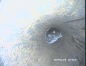 Mouse in main drain, home inspector training texas