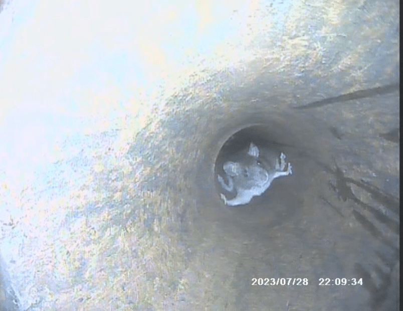 Mouse in main drain, home inspector training texas